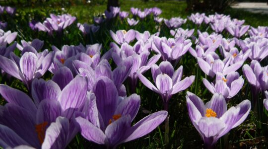 Un jardin stylé